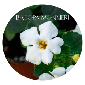 🥗 The Best Brain Health Foods You Really Should Know 15 Bacopa Monnieri