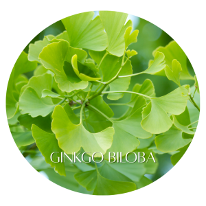 🥗 The Best Brain Health Foods You Really Should Know 14 Ginkgo Biloba