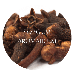 🪱 6 Potent Herbs That Boot Out Unwelcome Parasites 6 Syzygium aromaticum