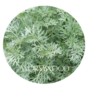 🪱 6 Potent Herbs That Boot Out Unwelcome Parasites 4 wormwood
