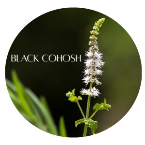 ♂ ♀ Can you balance out your hormones naturally? Yes With These Herbs 4 Black Cohosh