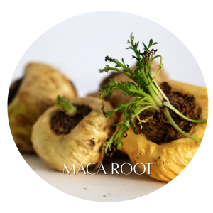 Maca Root