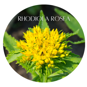 Rhodiola Rosea