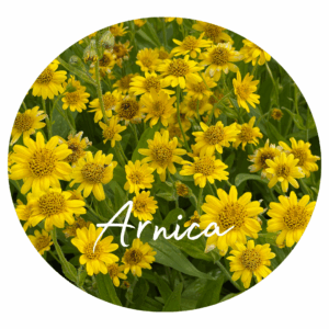 🌿 What herb is best for inflammation?They Work Better Than You Think 11 Arnica