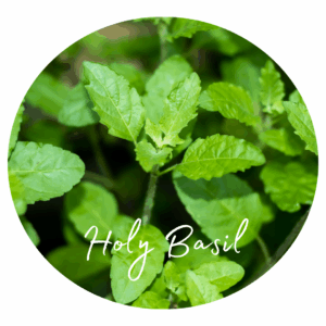 🌿 What herb is best for inflammation?They Work Better Than You Think 7 Holy Basil