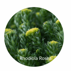 Rhodiola Rosea for depression over 40s