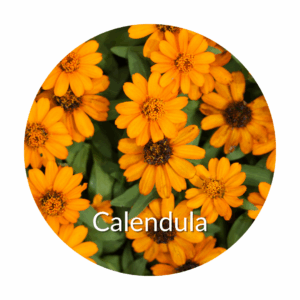 Calendula benefits for skin health