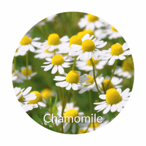 Chamomile for benefits