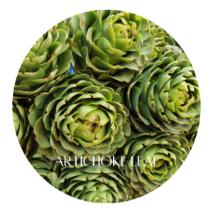 Herbal Remedies for Liver Health 5 Artichoke Leaf