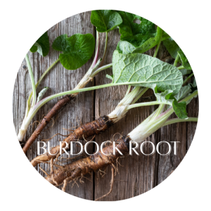 Herbal Remedies for Liver Health 10 Burdock Root
