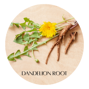 Herbal Remedies for Liver Health 3 Dandelion Root