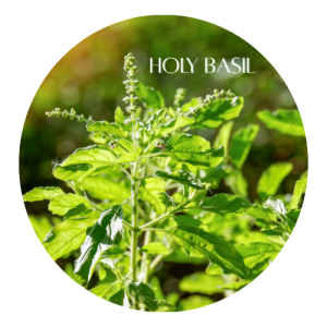 Herbal Remedies for Liver Health 12 Holy Basil