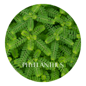 Herbal Remedies for Liver Health 13 Phyllanthus