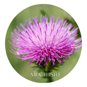 Herbal Remedies for Liver Health 2 milk thistle